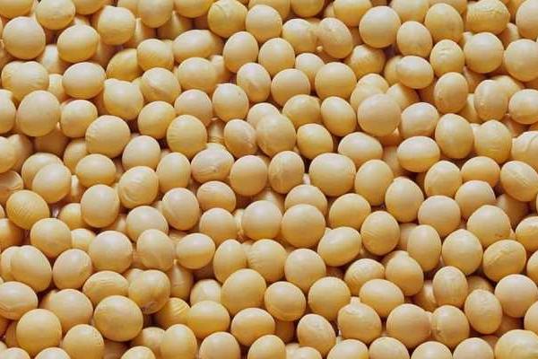 蒙0990大豆种子特点，普通夏大豆品种