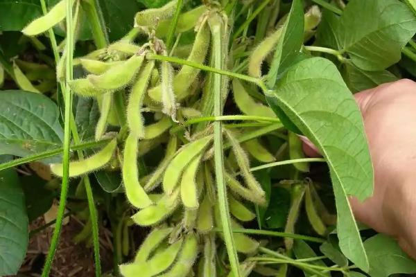 开科源翠鸟大豆种子特点，播种时施有机底肥