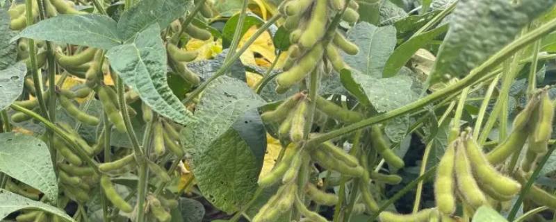 皖豆21551大豆种子特点，每亩播种量5-6千克