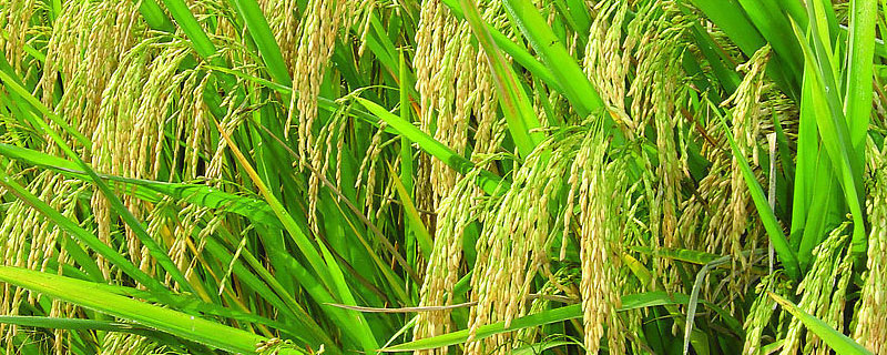 苏垦118水稻种子介绍，全生育期为127.4天