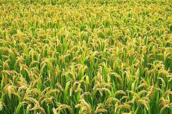 苏垦118水稻种子介绍，全生育期为127.4天