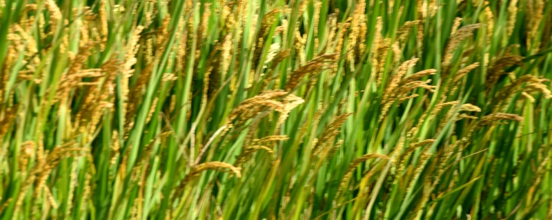 鑫两优香128水稻种子简介，抗旱等级为高抗