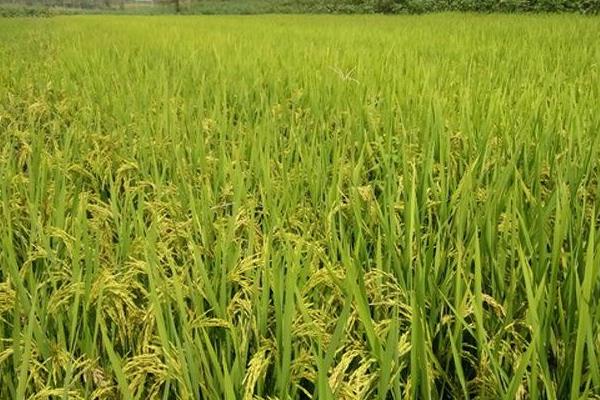 野香优油丝水稻种子介绍，中籼三系杂交水稻品种