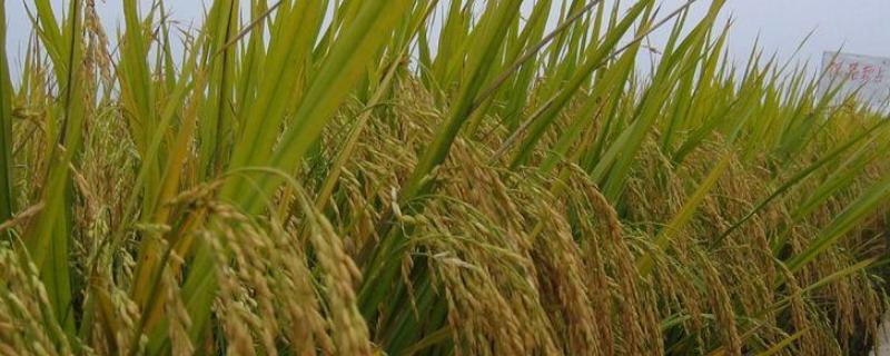 两优6176水稻种简介，全生育期为135.9天