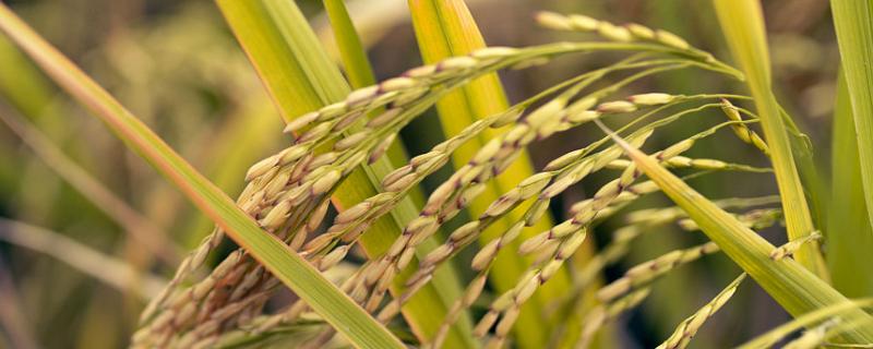 糯星7号水稻品种简介，全生育期为148.6天
