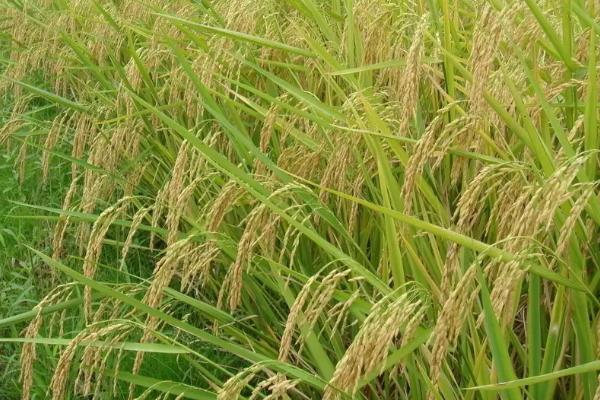 原谷香丝水稻种子特点，中籼常规水稻品种