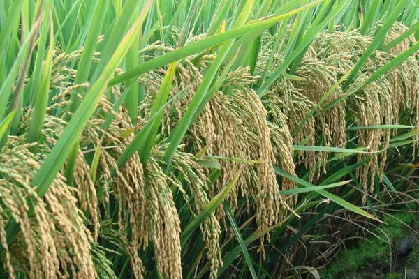 原谷香丝水稻种子特点，中籼常规水稻品种