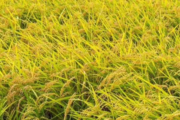 两优五山丝苗水稻品种简介，亩秧田播种量10-12千克