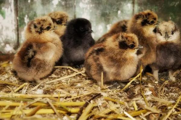 小鸡崽不吃东西还发蔫的原因，可能是环境差、球虫病或乱用药等
