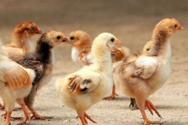 小鸡崽不吃东西还发蔫的原因，可能是环境差、球虫病或乱用药等