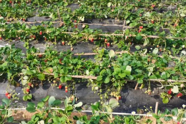 草莓为什么不宜连作，连作易发生病虫害