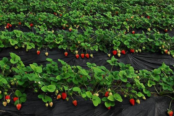草莓为什么不宜连作，连作易发生病虫害