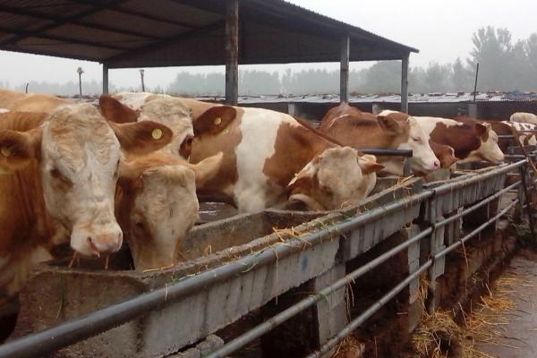 开办养牛合作社需要养多少只牛，对于养殖数量并无要求