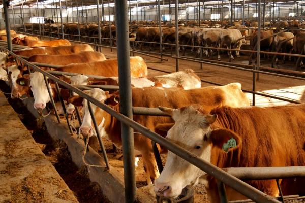 开办养牛合作社需要养多少只牛，对于养殖数量并无要求