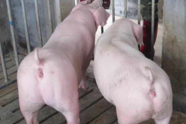 母猪产仔后多久能配种，产后22-32天左右可配种