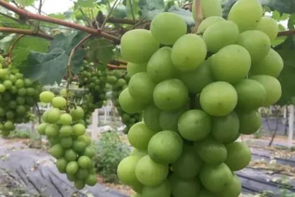 家种葡萄怎么管理，生长旺盛期要及时地进行修剪