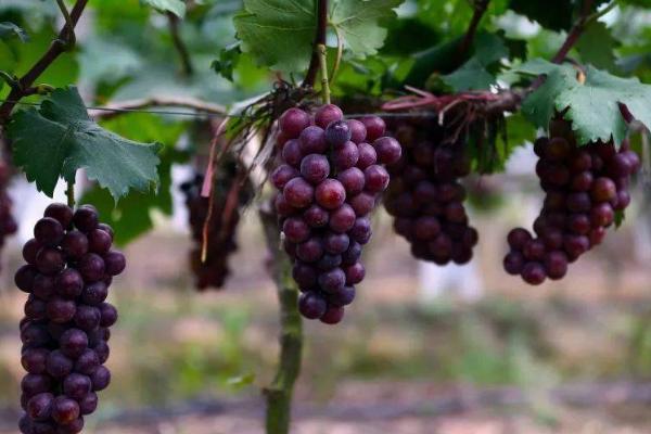 家种葡萄怎么管理，生长旺盛期要及时地进行修剪