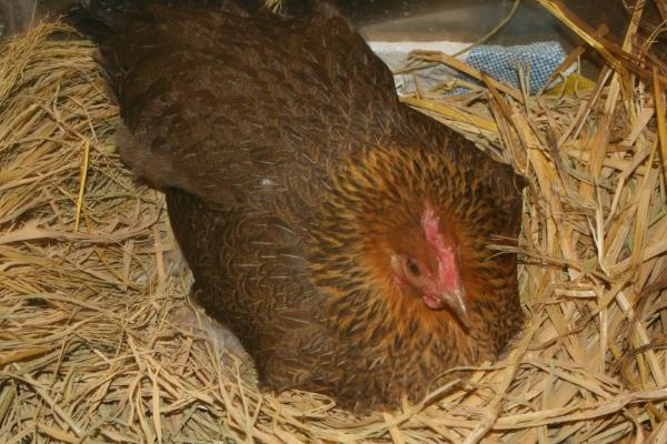 母鸡的特点，体型比公鸡小但对于声音非常敏感