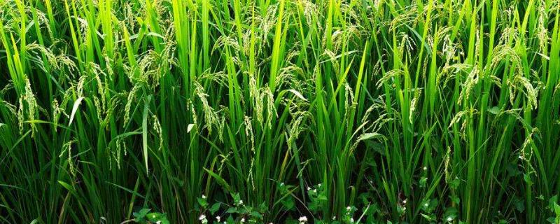 弋两优1849水稻种子简介，亩秧田播种量10-15千克