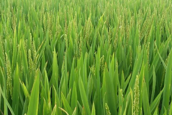 禾香丝苗水稻种子介绍，全生育期125.9天