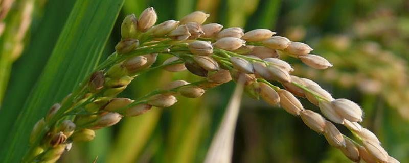 宣粳糯7号水稻品种简介，分蘖期防治螟虫