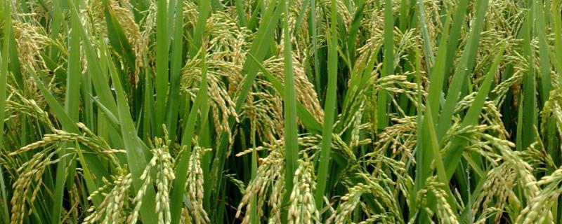 五乡优丝占水稻品种简介，栽插密度15厘米×24厘米