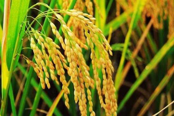 两优3102水稻种子介绍，全生育期125.2天