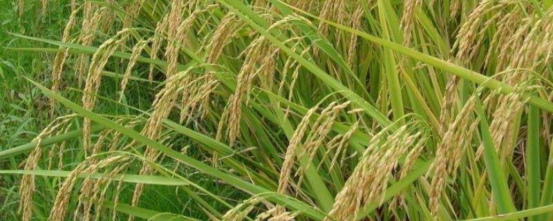 侬两优999水稻种子介绍，中籼两系杂交水稻品种