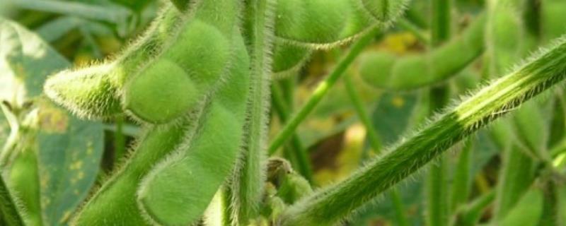 华春8号大豆品种简介，春播出苗至成熟97.0天