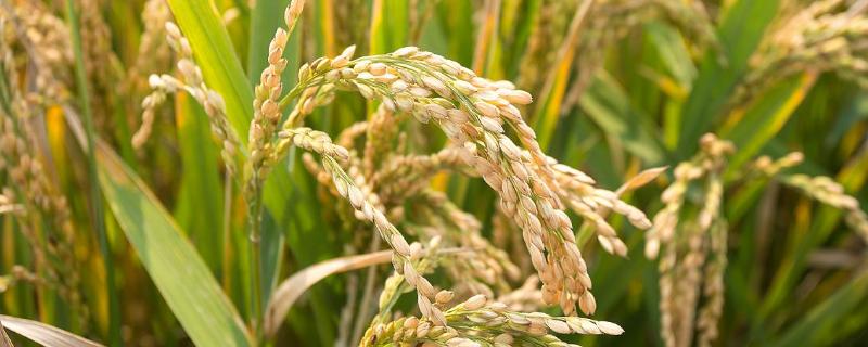 华元3S水稻种子简介，在福建泰宁6月上旬播种