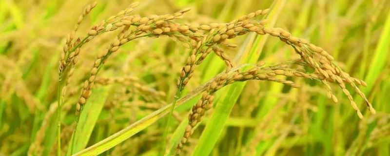 福元优2165水稻种子简介，秧田播种量每亩10千克