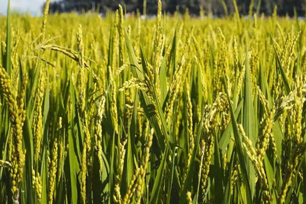 福兴优粤禾丝苗水稻品种简介，每亩插足基本苗5万以上