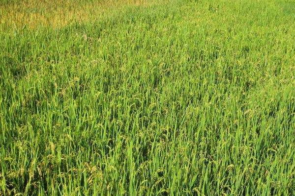 福兴优粤禾丝苗水稻品种简介，每亩插足基本苗5万以上