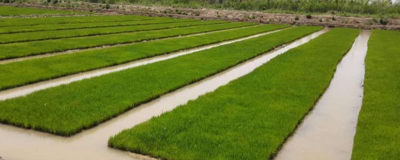 野香优6866水稻种子介绍，一般6月中下旬播种