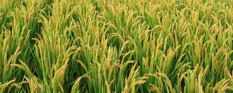 荃优203水稻种子特征特性，全生育期133.8天