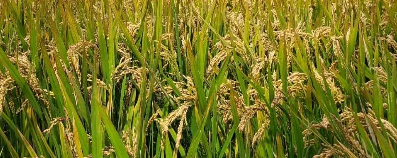 山两优186水稻品种的特性，全生育期129.1天
