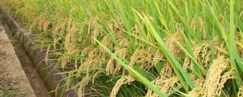稔两优6057水稻种子特点，一般4月下旬～5月上旬播种