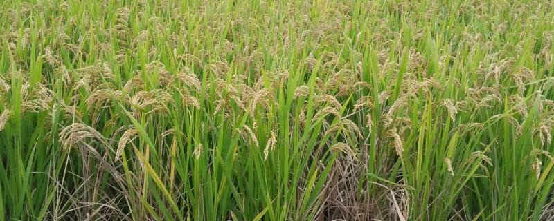 澜优151水稻种子特点，每亩有效穗数16.6万