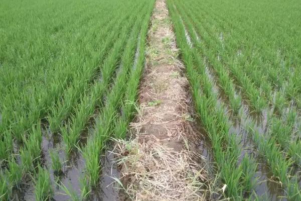 两优811水稻品种的特性，注意及时防治病虫害