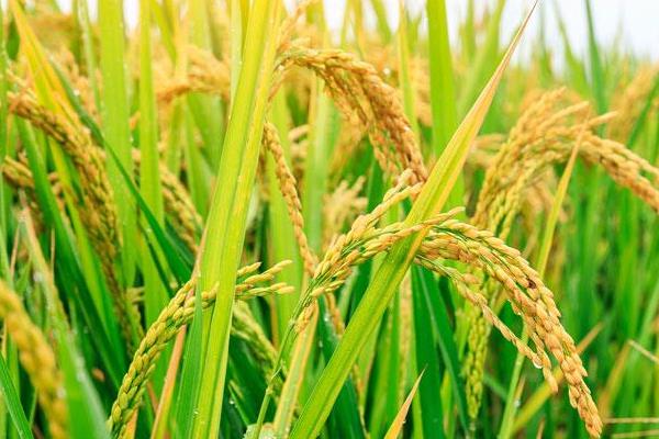 禾两优明占水稻种子简介，每亩插足基本苗4万以上