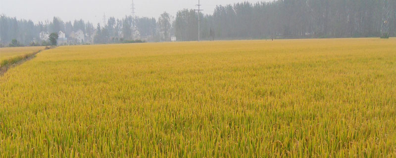 金泰优676水稻种子简介，中抗稻瘟病