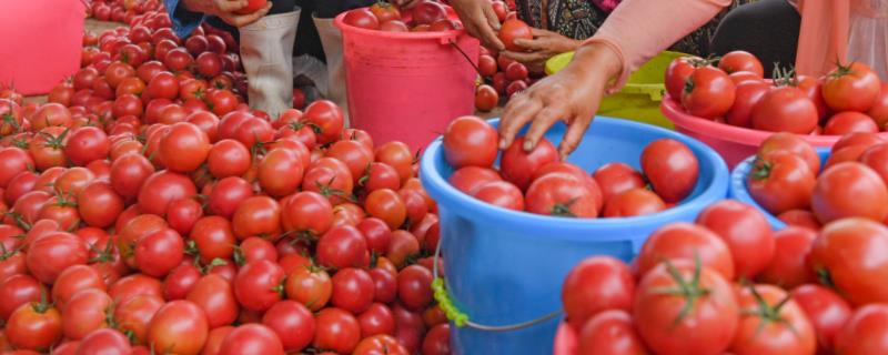 西红柿钻心虫如何防治，可药物防治也可农业防治