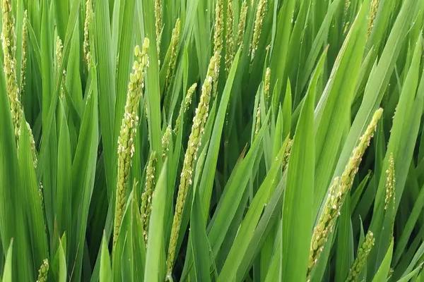 赣菌稻1号水稻种简介，3月下旬播种