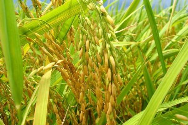 赣菌稻1号水稻种简介，3月下旬播种
