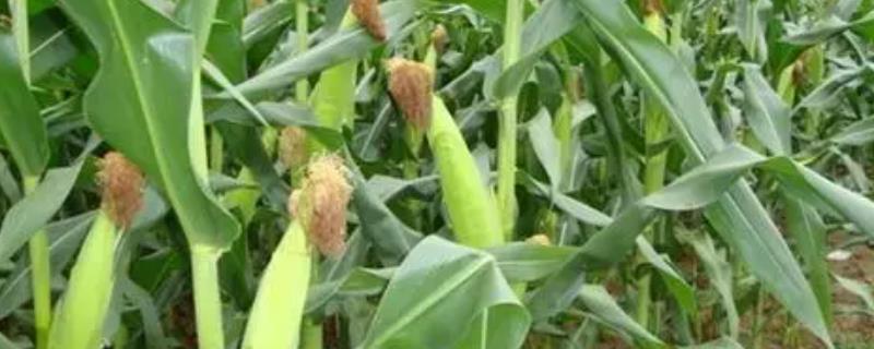 周糯9号玉米种子特征特性，注意防治丝黑穗病