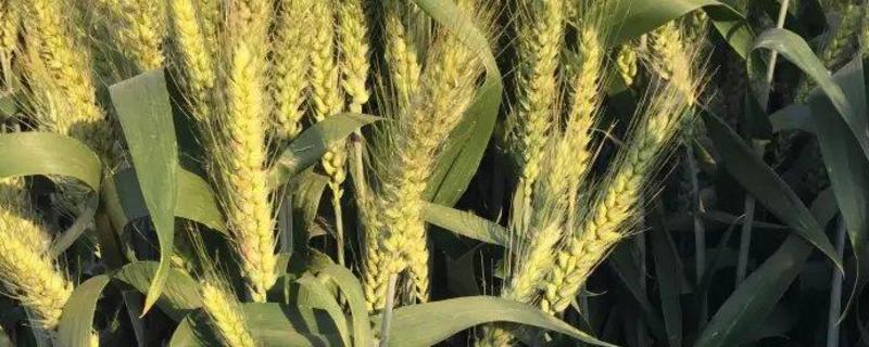瑞星麦622小麦种子特征特性，适宜播种期10月上中旬