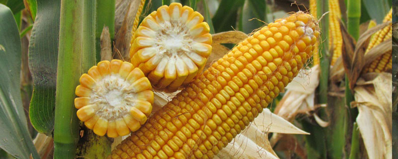 宇白单319玉米品种简介，适时防治小斑病等病虫鼠害