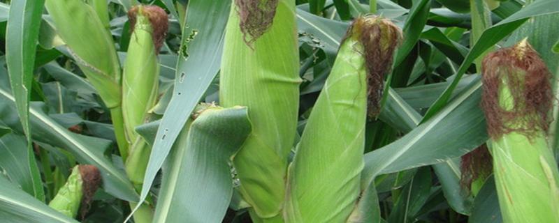 山玉18(区试名称：SF2101)玉米种子特征特性，追肥每亩施尿素30～40千克