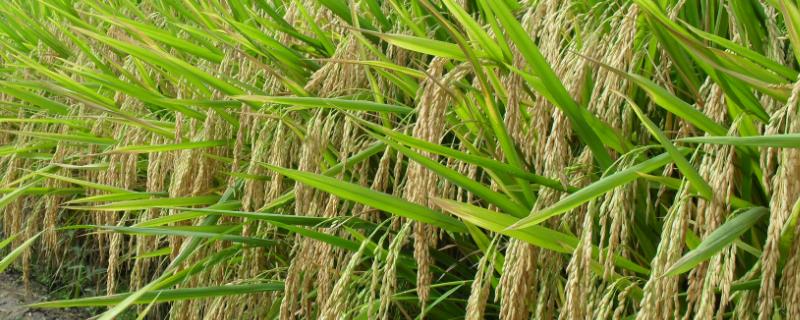 华湘油糯(区试名：华香油糯)水稻种子特点，清明节前后播种