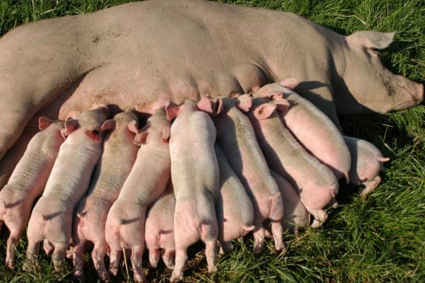初产母猪生下死胎能否留用，可以留用但要避免近亲繁殖